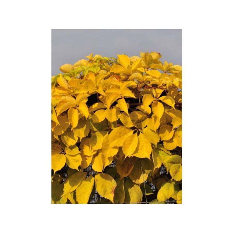 Parthenocissus quinquefolia Yellow Wall - Wilde wingerd (Blad)