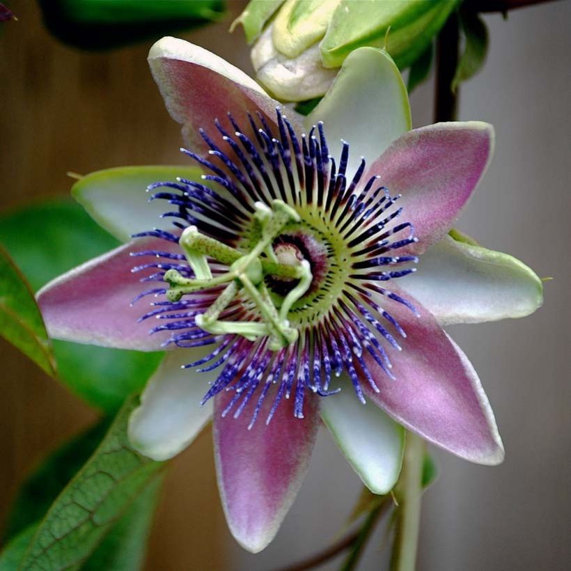 Passiflora allardii - Passiebloem (Flowering)
