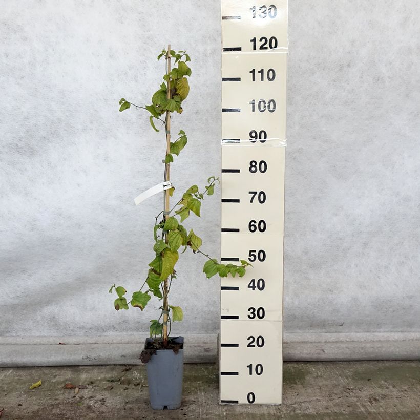 Exemplaar van Passiflora citrina - Fleur de la passion Pot de 3L/4L zoals geleverd in de herfst
