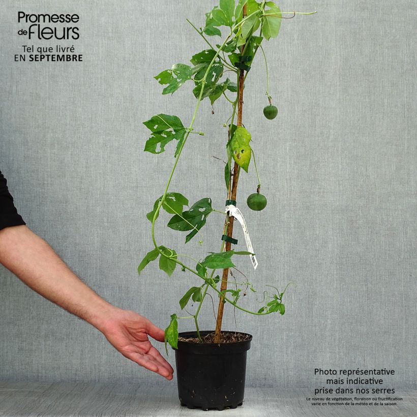 Exemplaar van Passiflora incarnata - Passiebloem Pot van 2 l/3 l zoals geleverd in de herfst