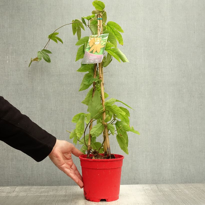 Exemplaar van Passiflora vitifolia - Passiebloem Pot van 2 l/3 l zoals geleverd in de herfst