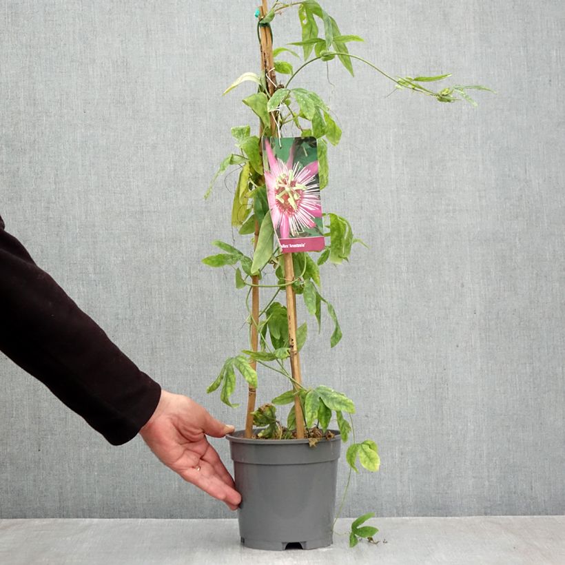 Exemplaar van Passiflora Anastasia - Passiebloem Pot van 2 l/3 l zoals geleverd in de herfst