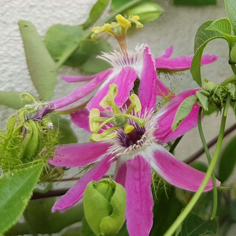 Passiflora Aurora - Passiebloem (Bloei)