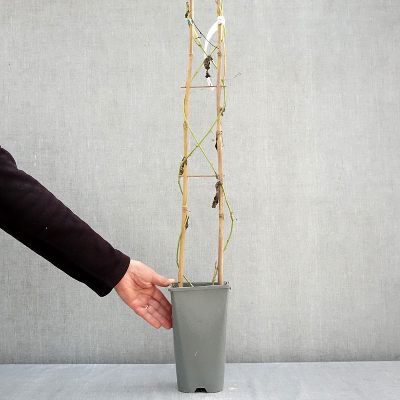 Exemplaar van Passiflora Eia popeia - Passiebloem Pot van 1 l/1,5 l zoals geleverd in de herfst