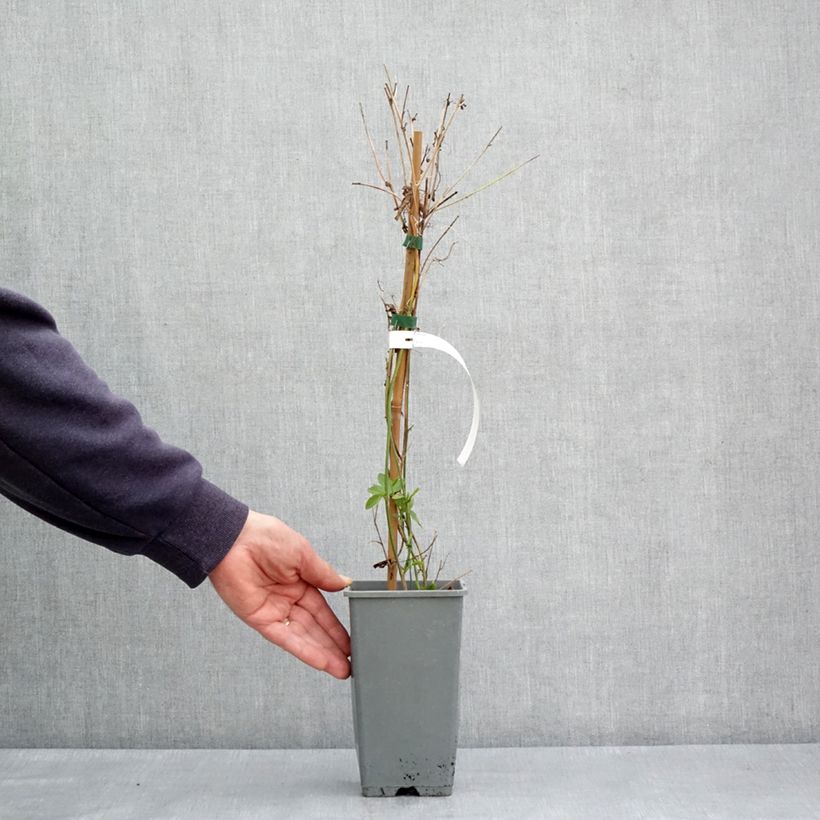 Example of Passiflora Fata Confetto - Passiebloem Pot van 1,5 l/2 l as you get in printemps