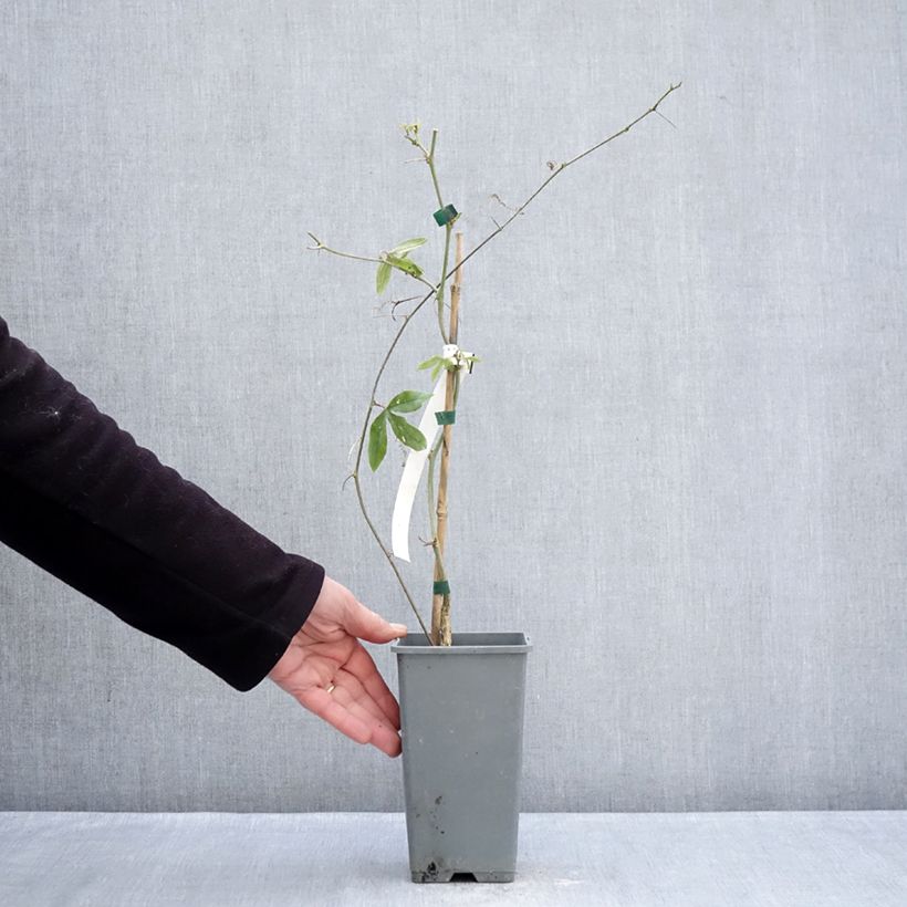 Exemplaar van Passiflora caerulea Clear Sky - Blauwe passiebloem Pot van 1,5 l/2 l zoals geleverd in de winter