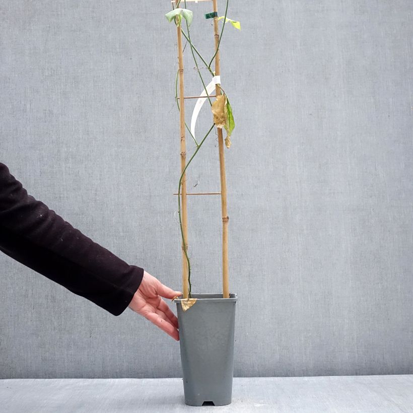 Exemplaar van Passiflora Incense - Passiebloem Pot van 2 l/3 l zoals geleverd in de winter