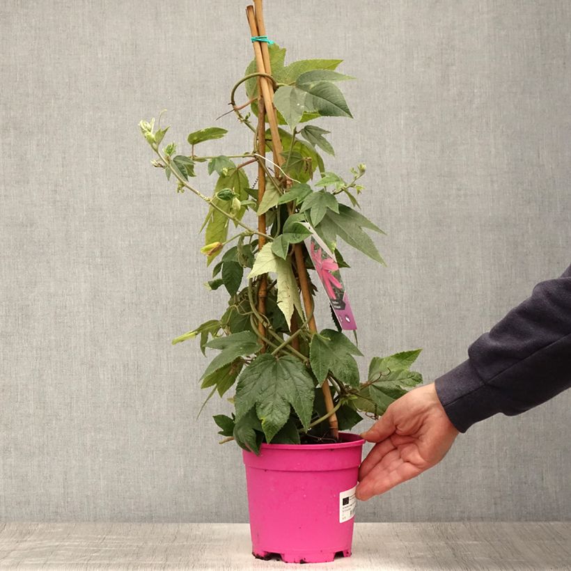 Exemplaar van Passiflora Pink Passion - Passiebloem Pot van 2 l/3 l zoals geleverd in de zomer