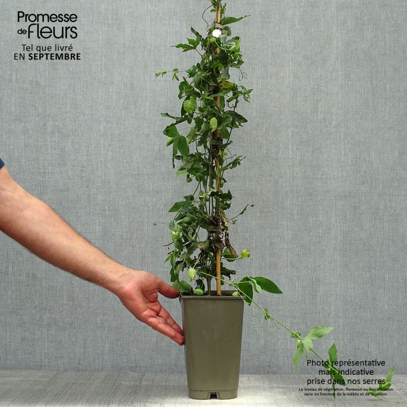 Exemplaar van Passiflora Lady Betty Myles Young - Passiebloem Pot van 3 l/4 l zoals geleverd in de herfst