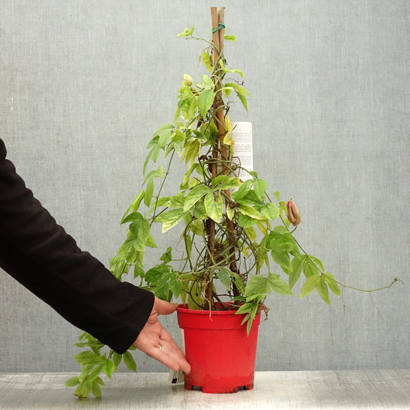 Exemplaar van Passiflora Michael - Passiebloem Pot van 2 l/3 l zoals geleverd in de herfst
