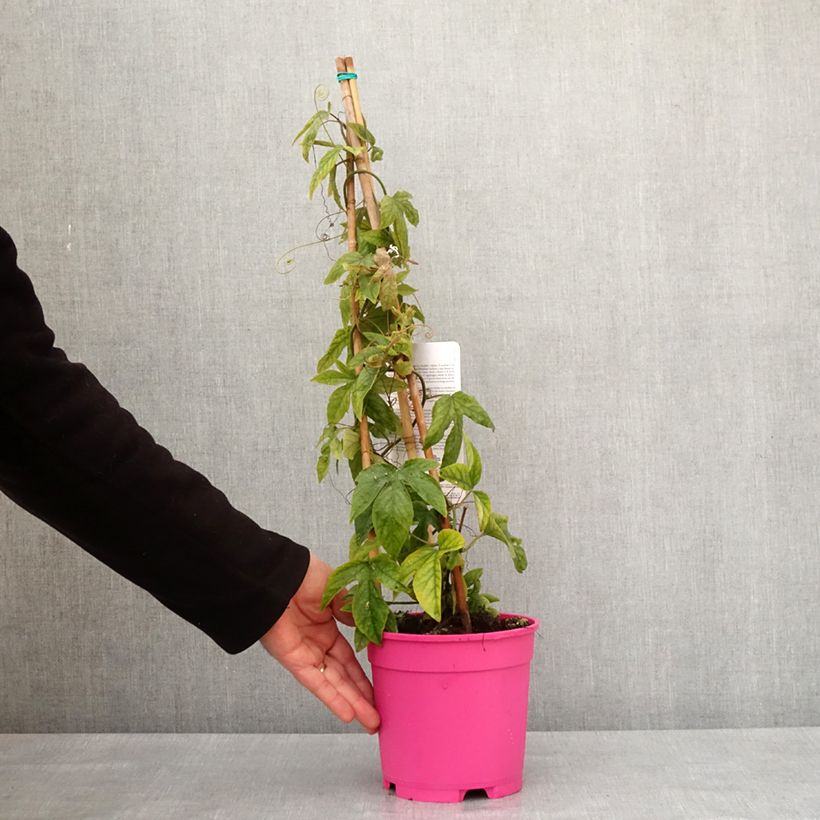 Exemplaar van Passiflore Michael - Fleur de la Passion Pot de 2L/3L zoals geleverd in de winter