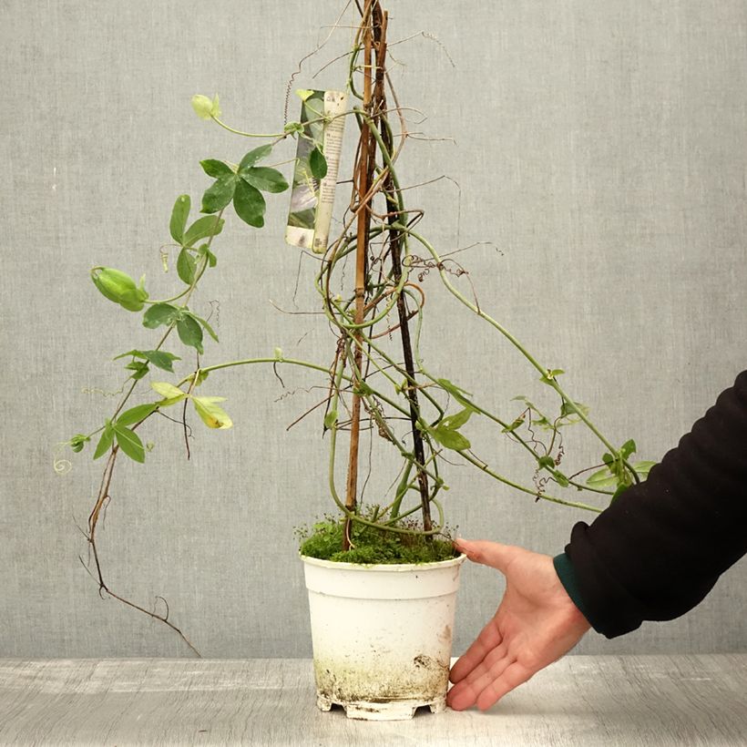 Exemplaar van Passiflora Panda - Passiebloem Pot van 2 l/3 l zoals geleverd in de herfst