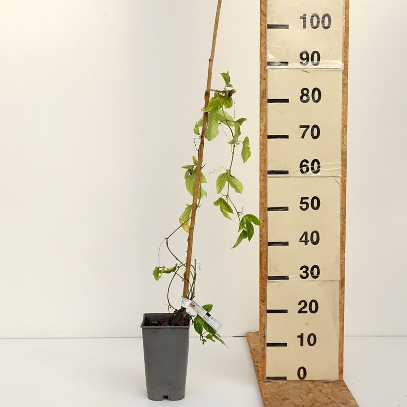 Exemplaar van Passiflora Impératrice Eugénie - Passiebloem Pot van 3 l/4 l zoals geleverd in de herfst