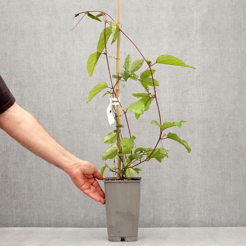 Exemplaar van Passiflora Impératrice Eugénie - Passiebloem Pot van 3 l/4 l zoals geleverd in de lente