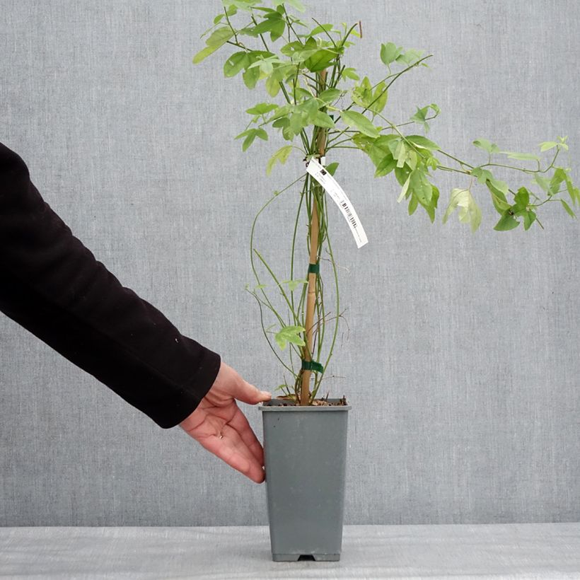 Exemplaar van Passiflora exoniensis - Passiebloem Pot van 1,5 l/2 l zoals geleverd in de winter