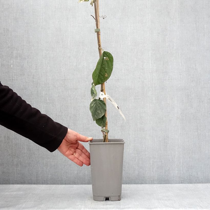 Exemplaar van Passiflore quadrangularis - Barbadine Pot de 3L/4L zoals geleverd in de winter