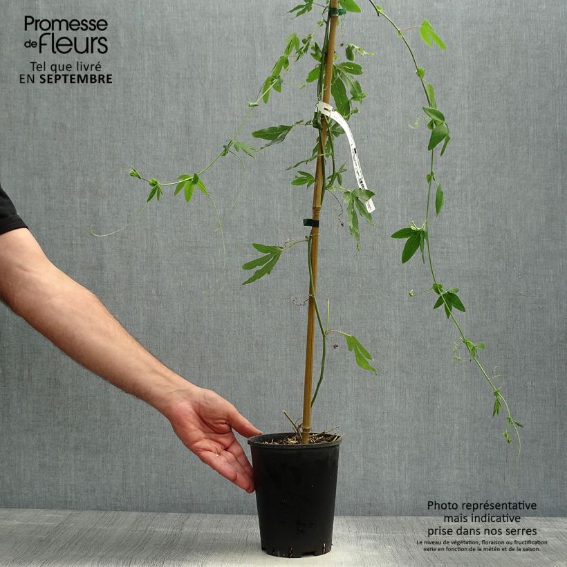 Exemplaar van Passiflora Snow Queen - Passiebloem Pot van 2 l/3 l zoals geleverd in de herfst