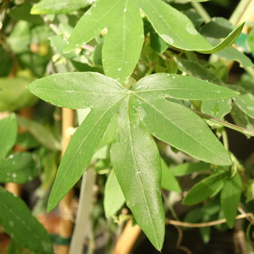 Passiflora Snow Queen - Passiebloem (Blad)