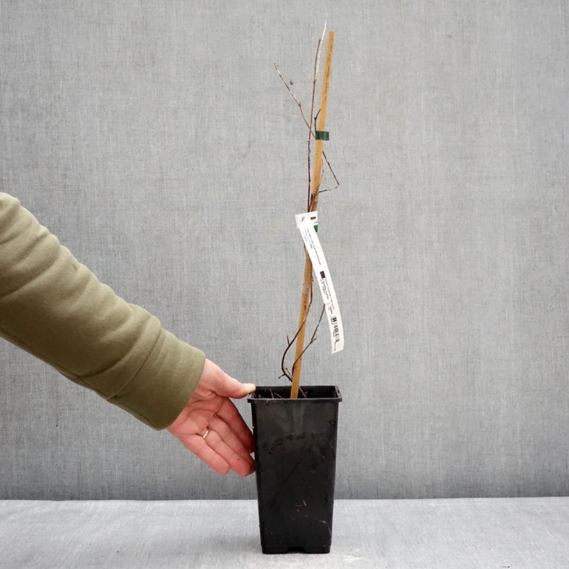 Example of Passiflora Snow Star - Passiebloem Pot van 1,5 l/2 l as you get in hiver