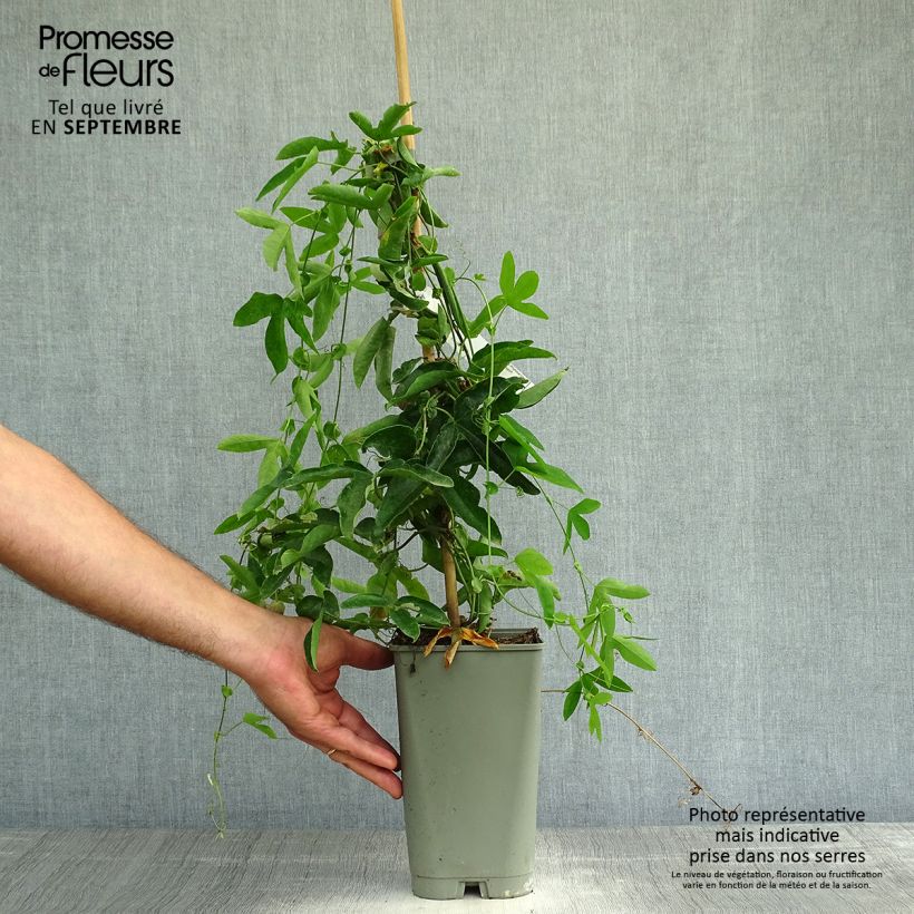 Exemplaar van Passiflora Victoria - Passiebloem Pot van 2 l/3 l zoals geleverd in de herfst
