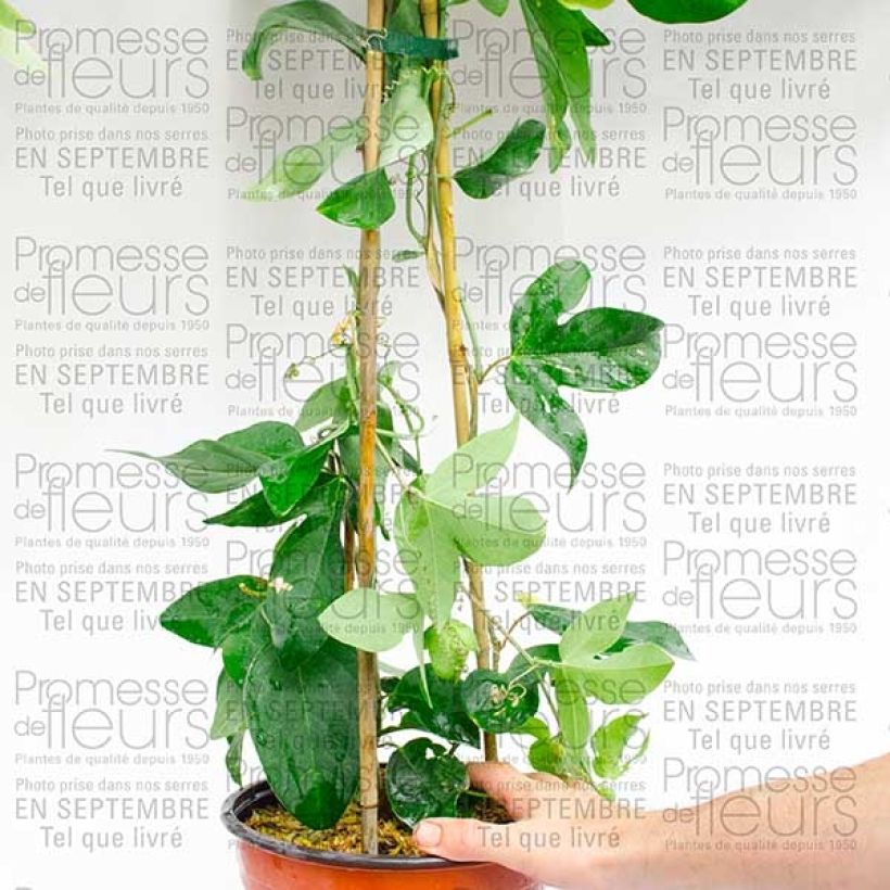 Voorbeeld van een exemplaar van Passiflora Perfume Passion - Passiebloem Pot van 2 l/3 l zoals geleverd