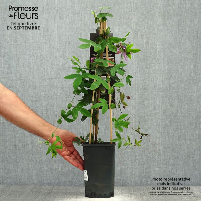 Exemplaar van Passiflora Lavender Lady - Passiebloem Pot van 2 l/3 l zoals geleverd in de herfst
