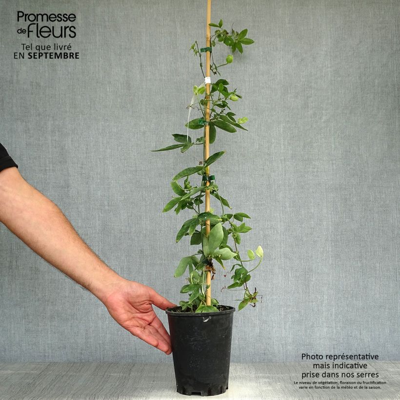 Exemplaar van Passiflora Damsels Delight - Passiebloem Pot van 2 l/3 l zoals geleverd in de herfst