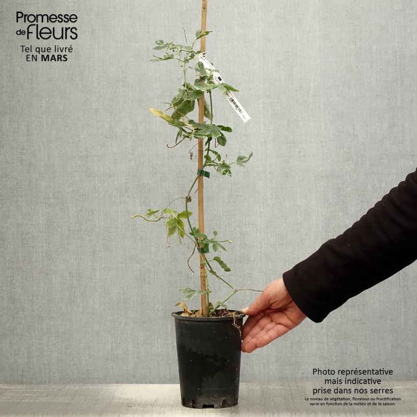 Exemplaar van Passiflora Damsels Delight - Passiebloem Pot van 2 l/3 l zoals geleverd in de lente