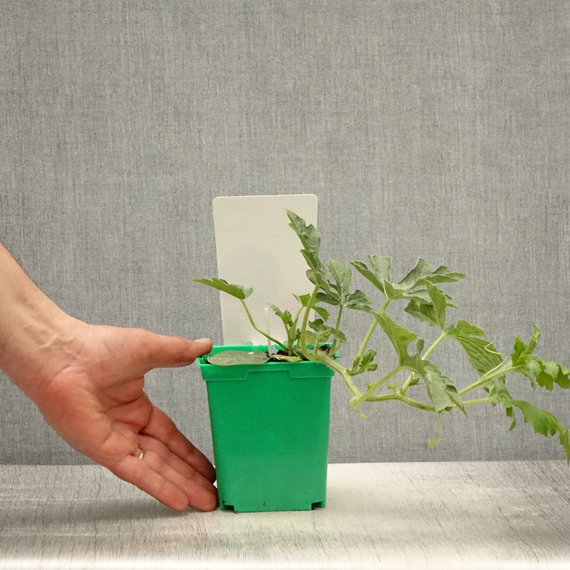Exemplaar van Watermeloen Ingrid F1 (jonge planten - geënt) Pot van 10 cm/11 cm zoals geleverd in de lente