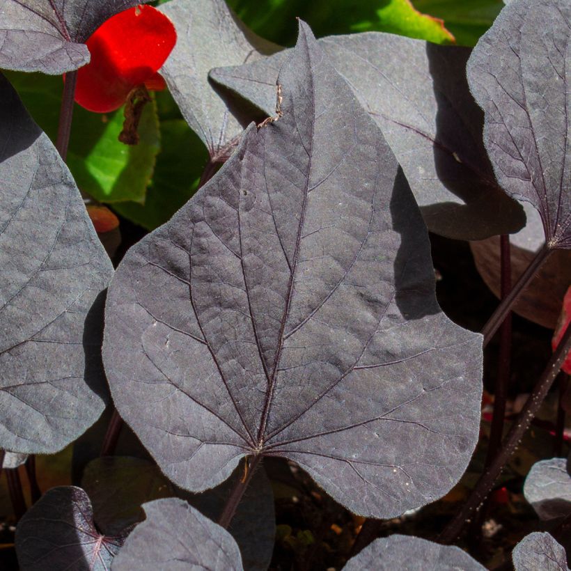 Zoete aardappel Sakura (jonge planten) (Blad)
