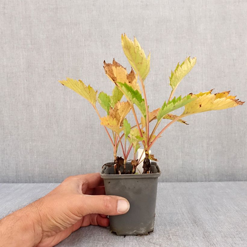 Exemplaar van Patrinia gibbosa - Goudvaleriaan Kweekpotje van 8/9 cm zoals geleverd in de zomer