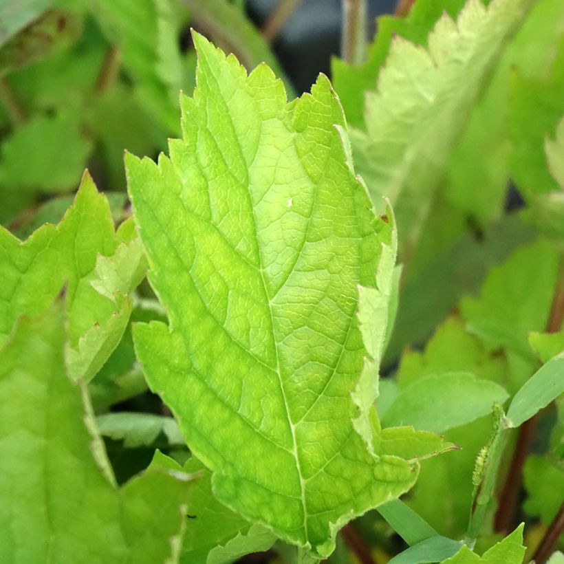 Patrinia gibbosa - Goudvaleriaan (Blad)