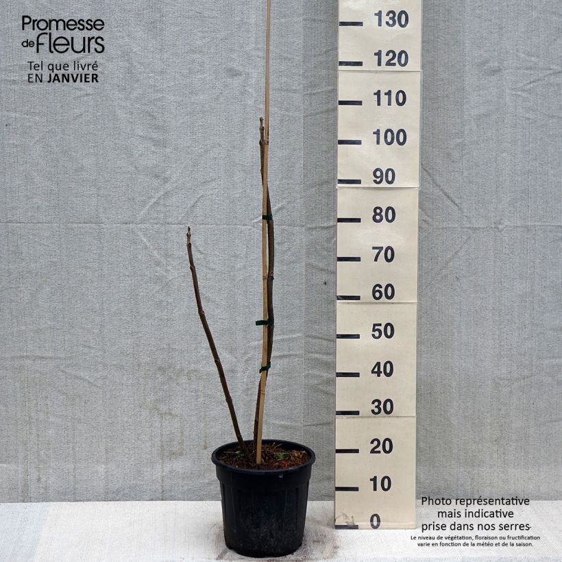 Exemplaar van Paulownia elongata - Anna Paulownaboom Pot van 7,5 l/10 l zoals geleverd in de winter