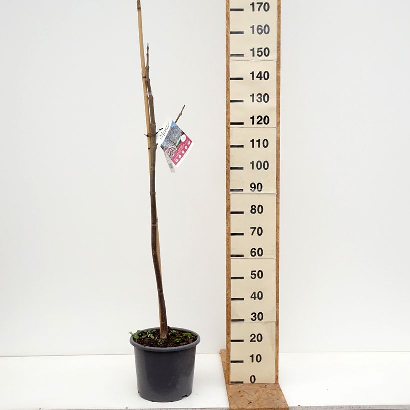 Exemplaar van Paulownia fortunei April Light - Anna Paulownaboom Pot van 12 l/15 l, Kroonhoogte zoals geleverd in de herfst