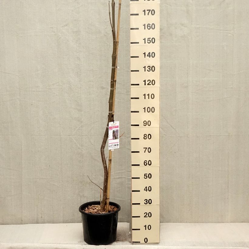 Exemplaar van Paulownia fortunei April Light - Anna Paulownaboom Pot van 12 l/15 l, Kroonhoogte zoals geleverd in de lente