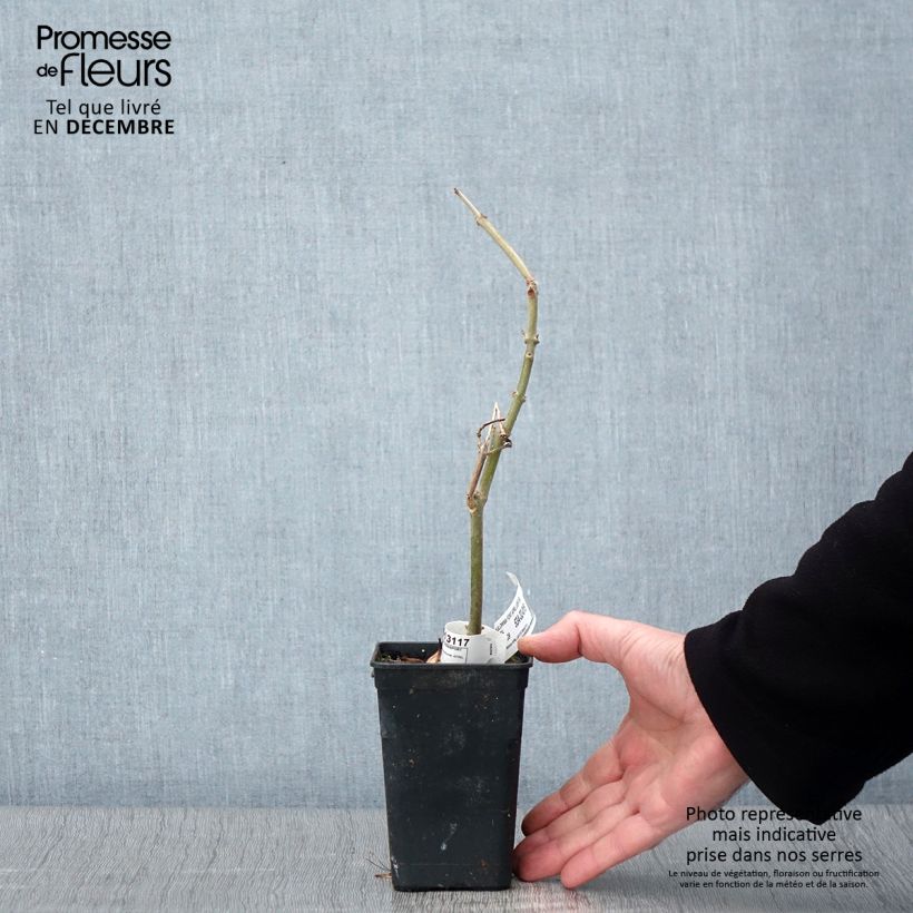 Exemplaar van Paulownia fortunei April Light - Arbre du dragon Pot de 1L/1,5L zoals geleverd in de herfst