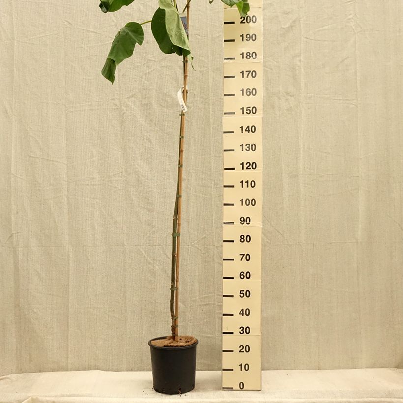 Exemplaar van Paulownia fortunei Fast Blue - Anna Paulownaboom Pot van 12 l/15 l zoals geleverd in de herfst