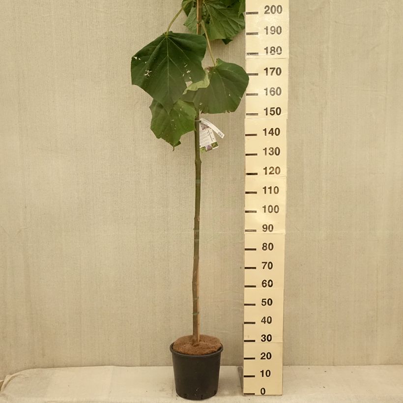 Exemplaar van Paulownia fortunei Fast Blue - Anna Paulownaboom Pot van 12 l/15 l zoals geleverd in de zomer