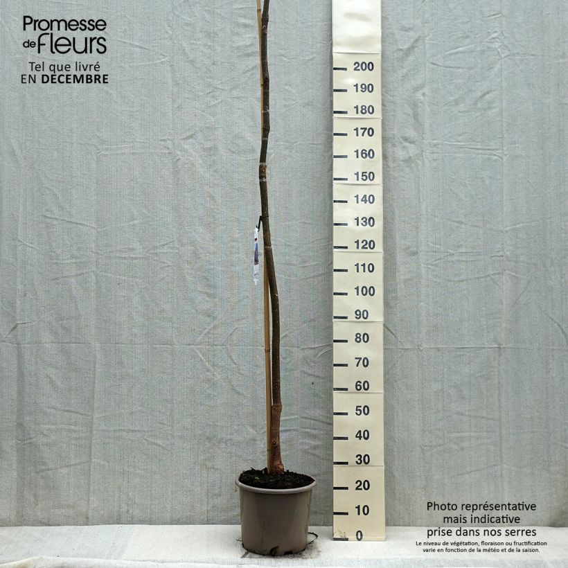 Exemplaar van Paulownia fortunei Fast Blue - Anna Paulownaboom Pot van 12 l/15 l zoals geleverd in de winter