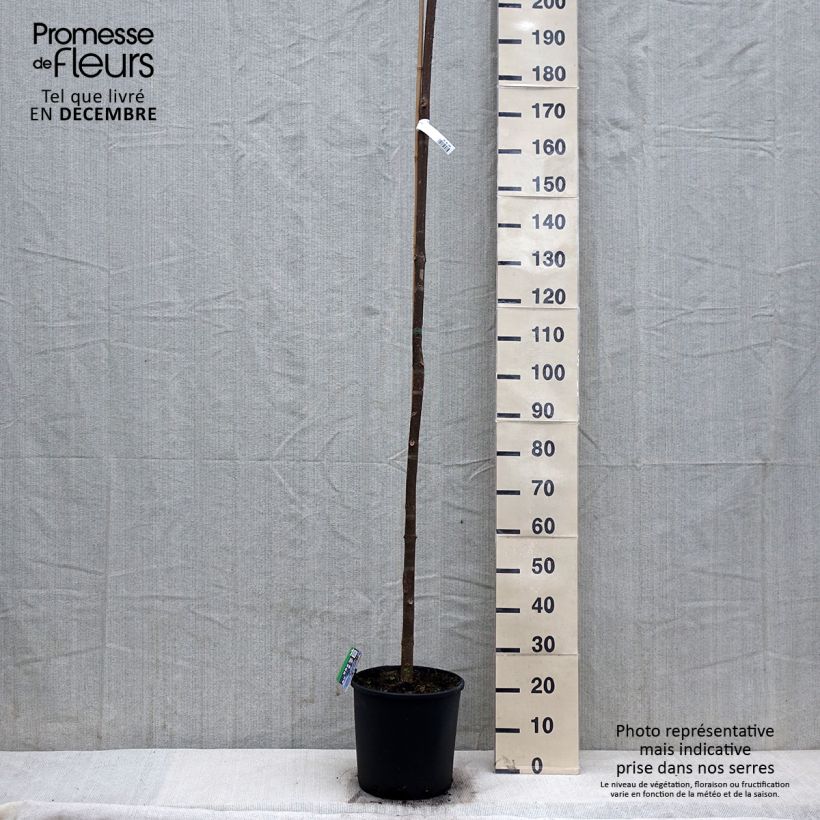 Exemplaar van Paulownia fortunei Fast Blue - Anna Paulownaboom Pot van 7,5 l/10 l zoals geleverd in de winter