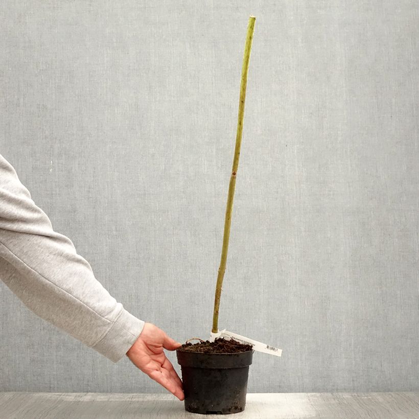 Exemplaar van Paulownia tomentosa - Arbre impérial Pot de 2L/3L zoals geleverd in de herfst