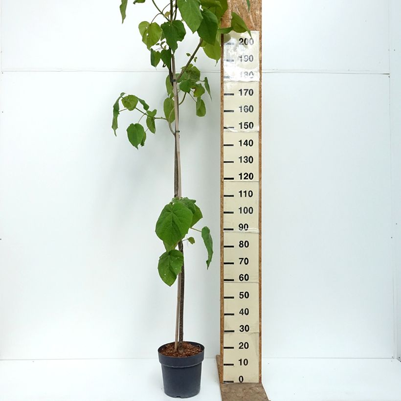 Exemplaar van Paulownia tomentosa - Anna Paulownaboom Pot van 7,5 l/10 l zoals geleverd in de zomer