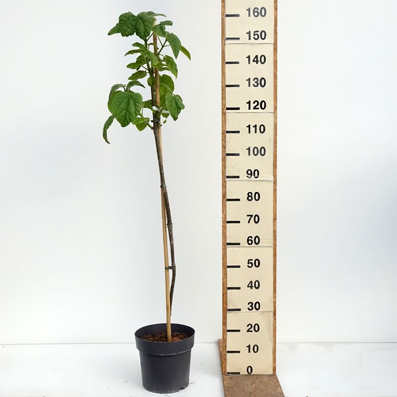Exemplaar van Paulownia tomentosa - Anna Paulownaboom Pot van 7,5 l/10 l zoals geleverd in de lente
