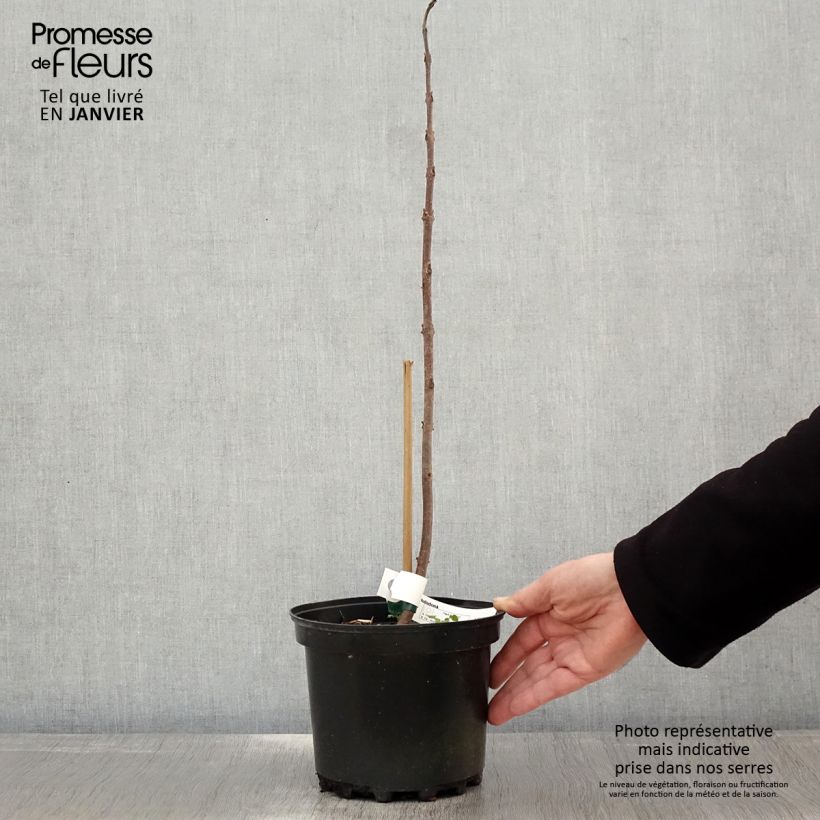 Example of Paulownia tomentosa Hulsdonk - Anna Paulownaboom Pot van 3 l/4 l as you get in hiver