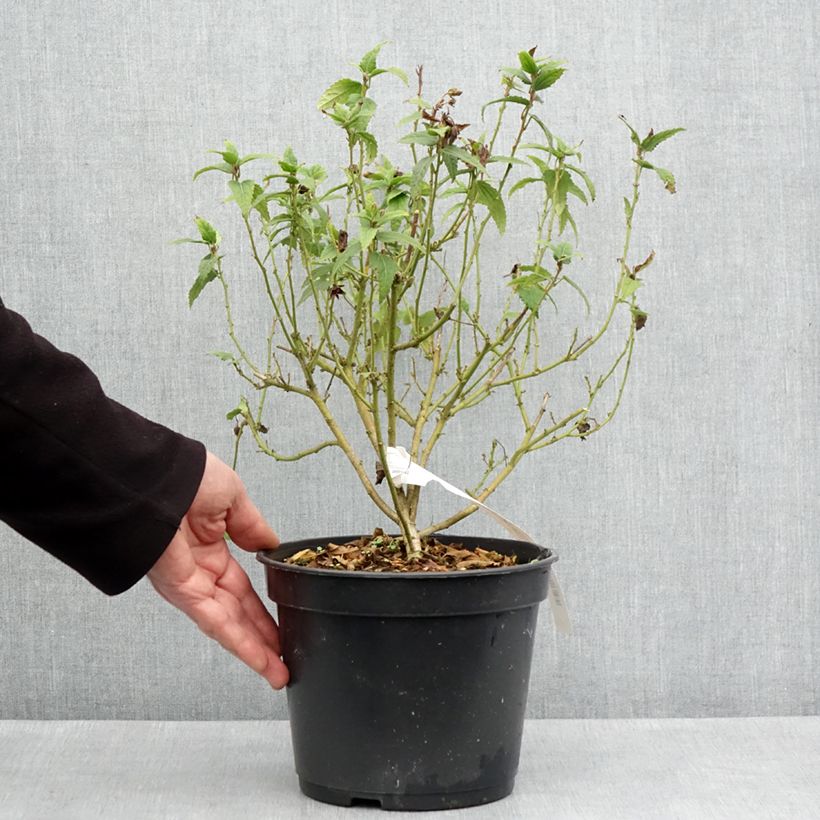 Exemplaar van Pavonia Flamboyant - Braziliaanse kandelaar Pot van 4 l/5 l zoals geleverd in de lente