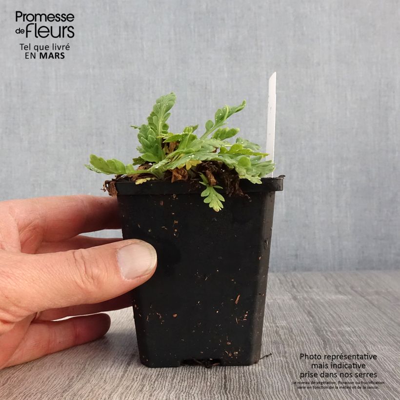 Exemplaar van Papaver x nudicaule Champagne Bubbles Mix - IJslandse papaver Kweekpotje van 8/9 cm zoals geleverd in de lente