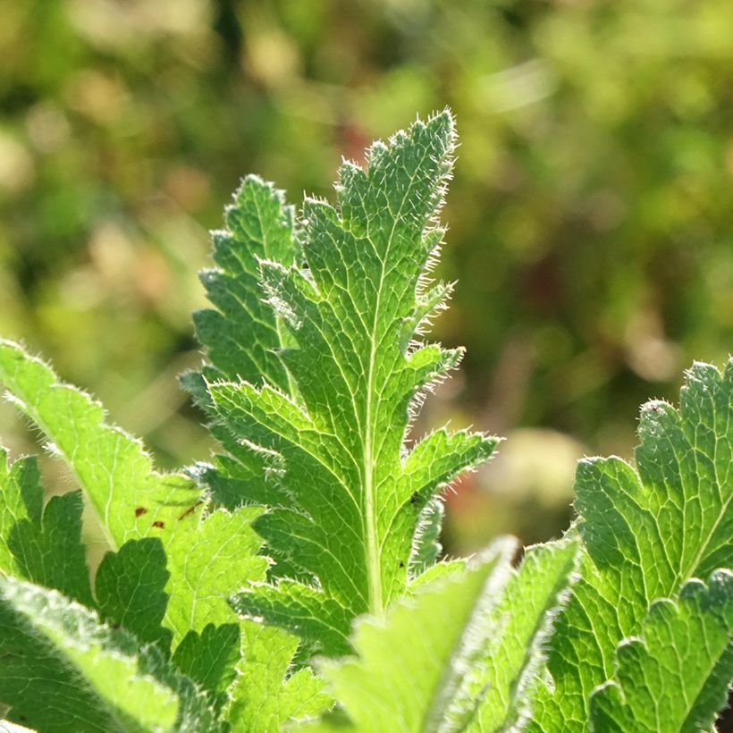 Papaver orientale Little Dancing Girl - Pavot d'Orient (Blad)