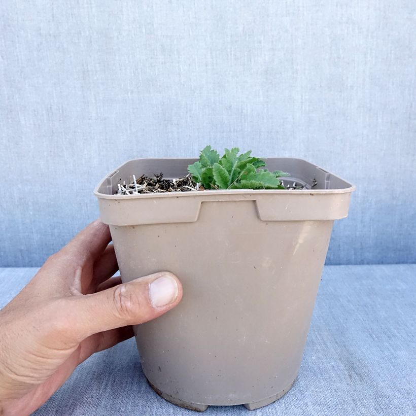 Exemplaar van Papaver orientale Little Dancing Girl - Pavot d'Orient Pot van 2 l/3 l zoals geleverd in de zomer