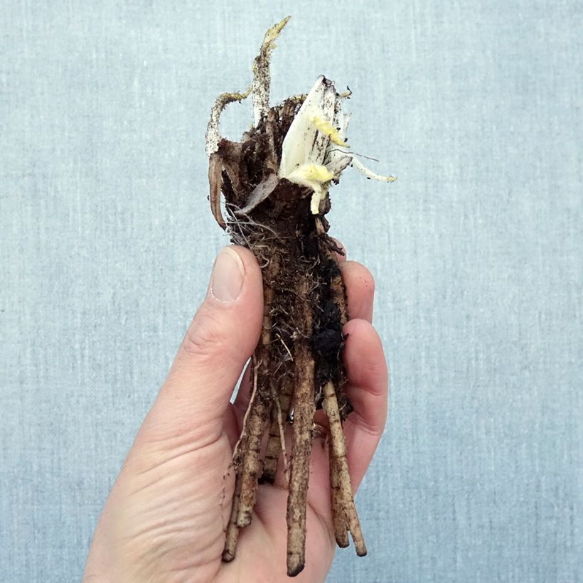 Exemplaar van Papaver orientale Manhattan - Oosterse papaver Naakte wortel zoals geleverd in de winter