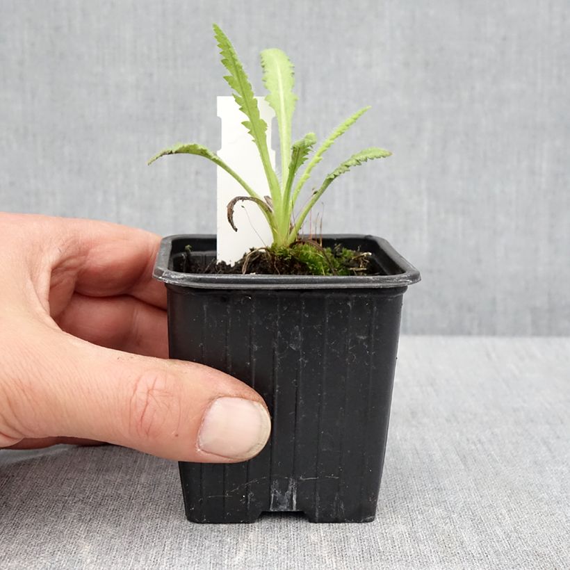 Exemplaar van Papaver orientale Marlene - Oosterse papaver Kweekpotje van 8/9 cm zoals geleverd in de lente